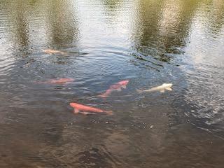 Front Pond Koi