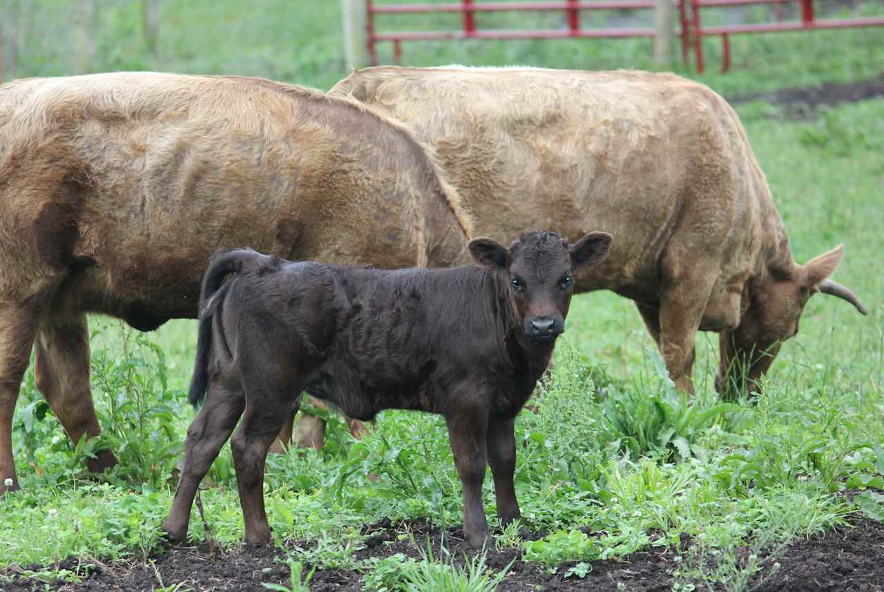 Cocoa is one of our calves currently being halter trained