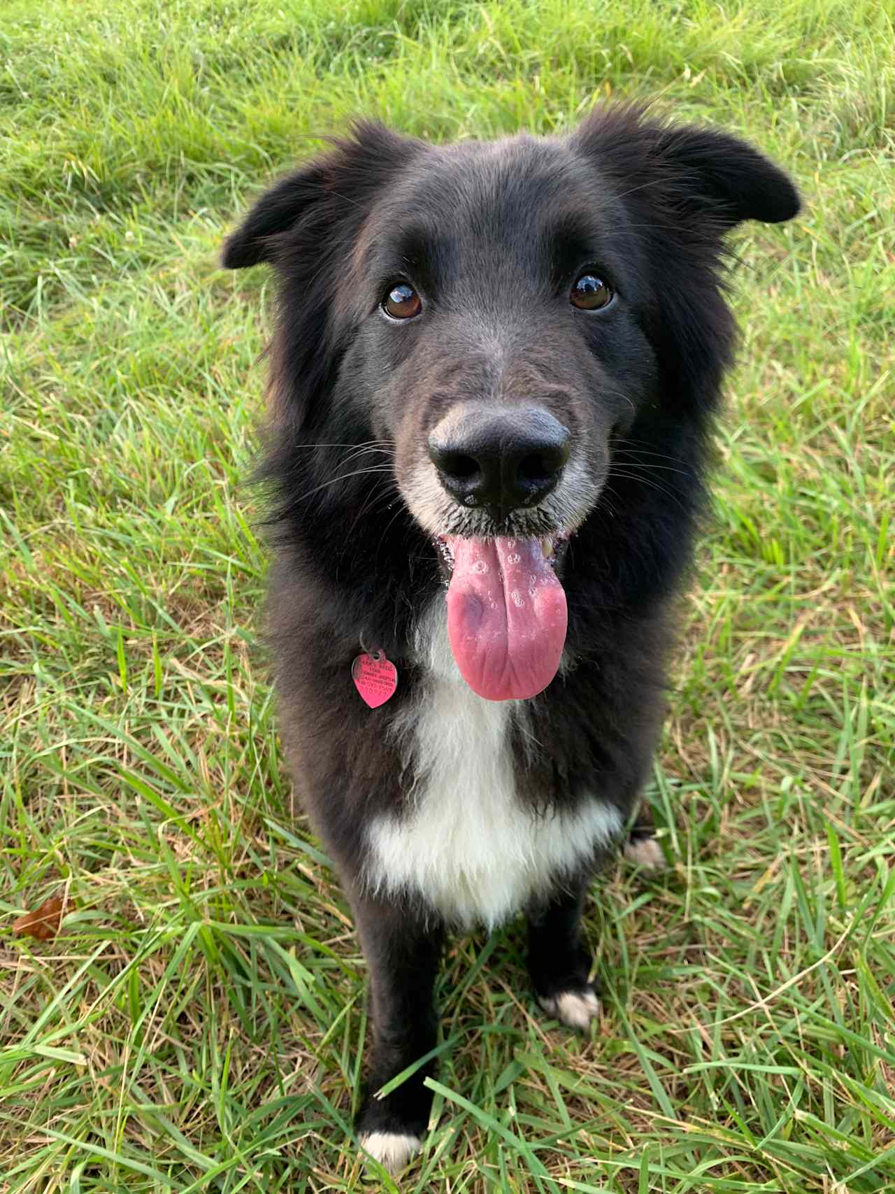 This is Stieglitz, our personal favorite. He/she (I’m not sure) is very affectionate and makes the perfect campsite companion. 