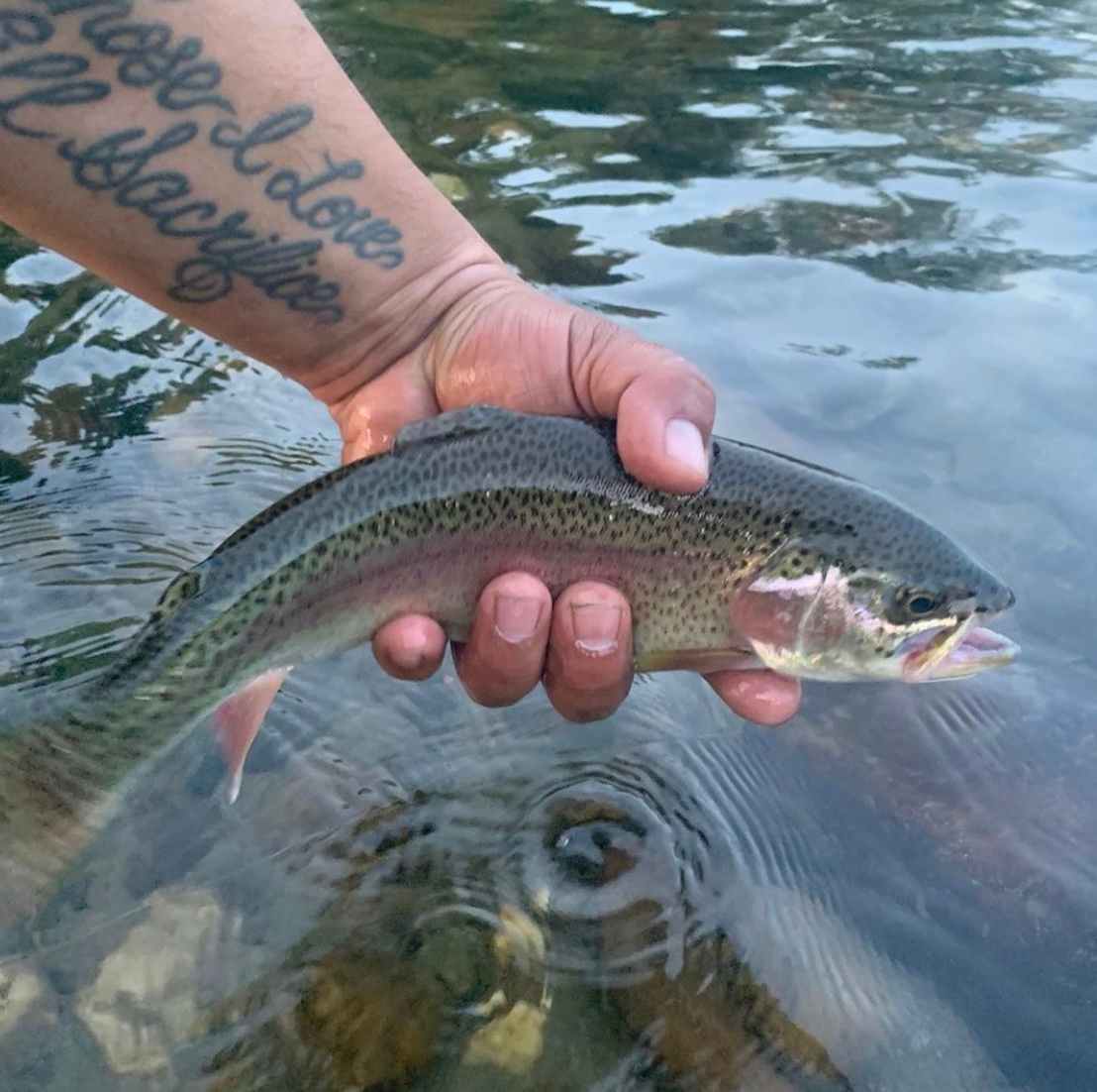 Rainbow trout