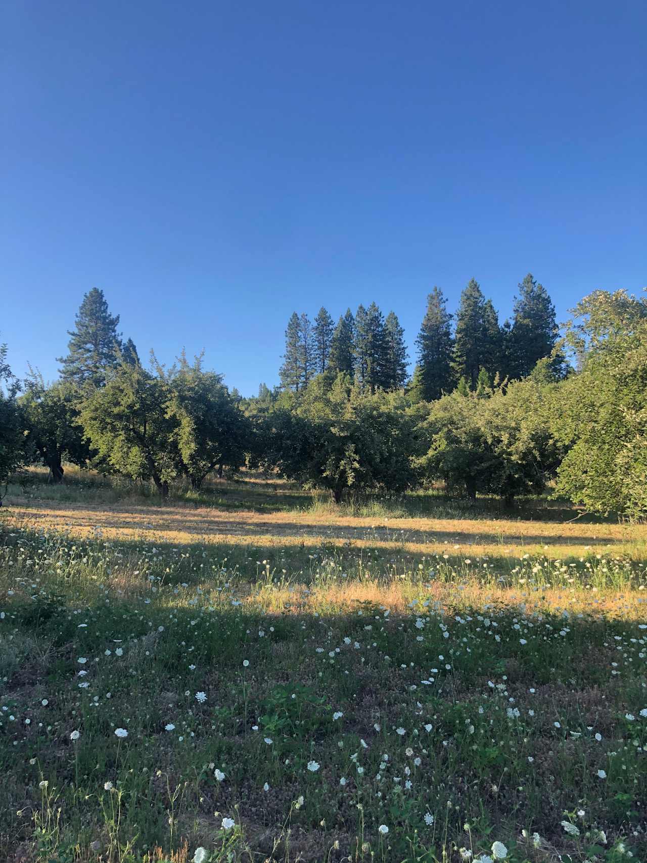 Set up camp in our secluded heirloom apple orchards!