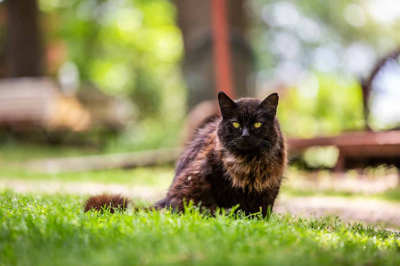 A farm isn't a farm without some farm cats. :)