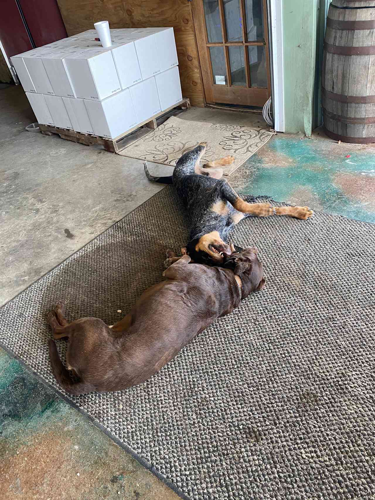 Camping in the Heart of the Winery