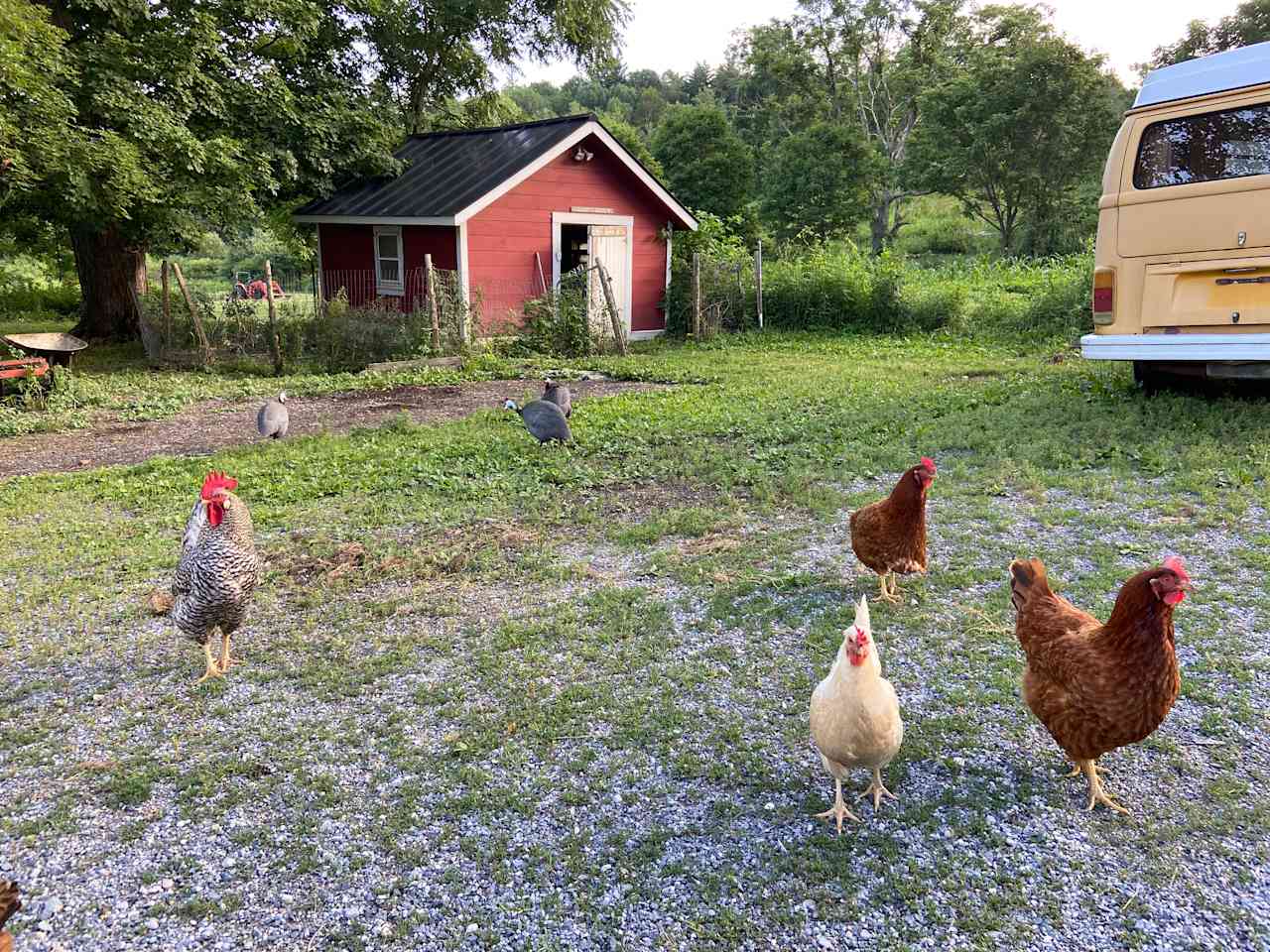 Timbertrail Farm