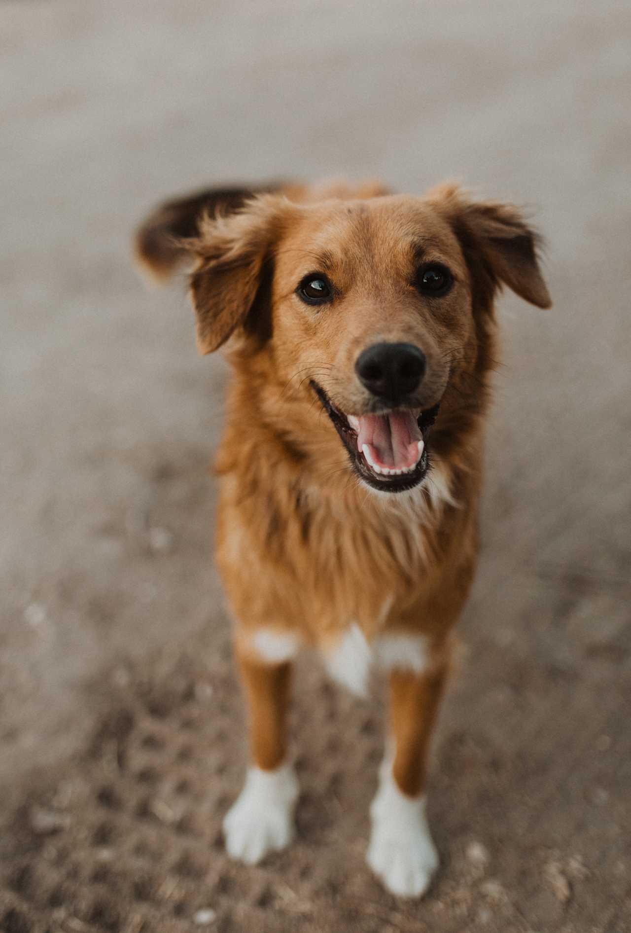 super cute dogs!