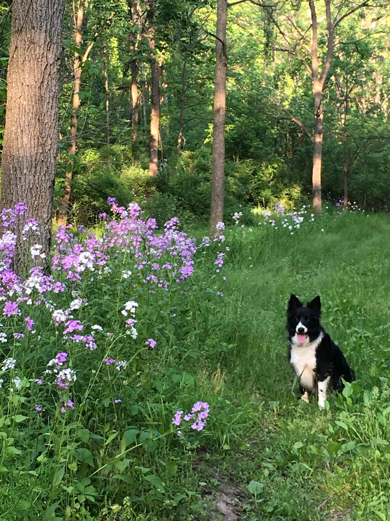 This is Lucky Dog. :) She's very friendly and will probably come say hello.