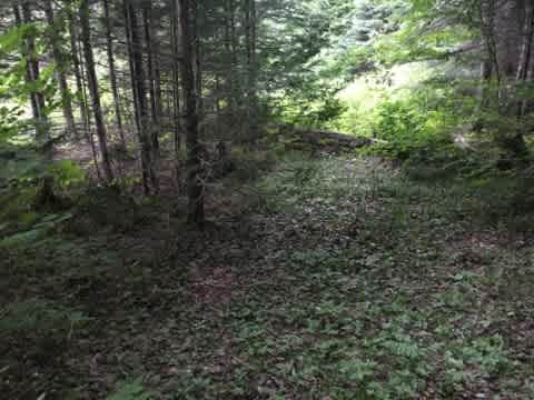 Tent site nooked just into the trees