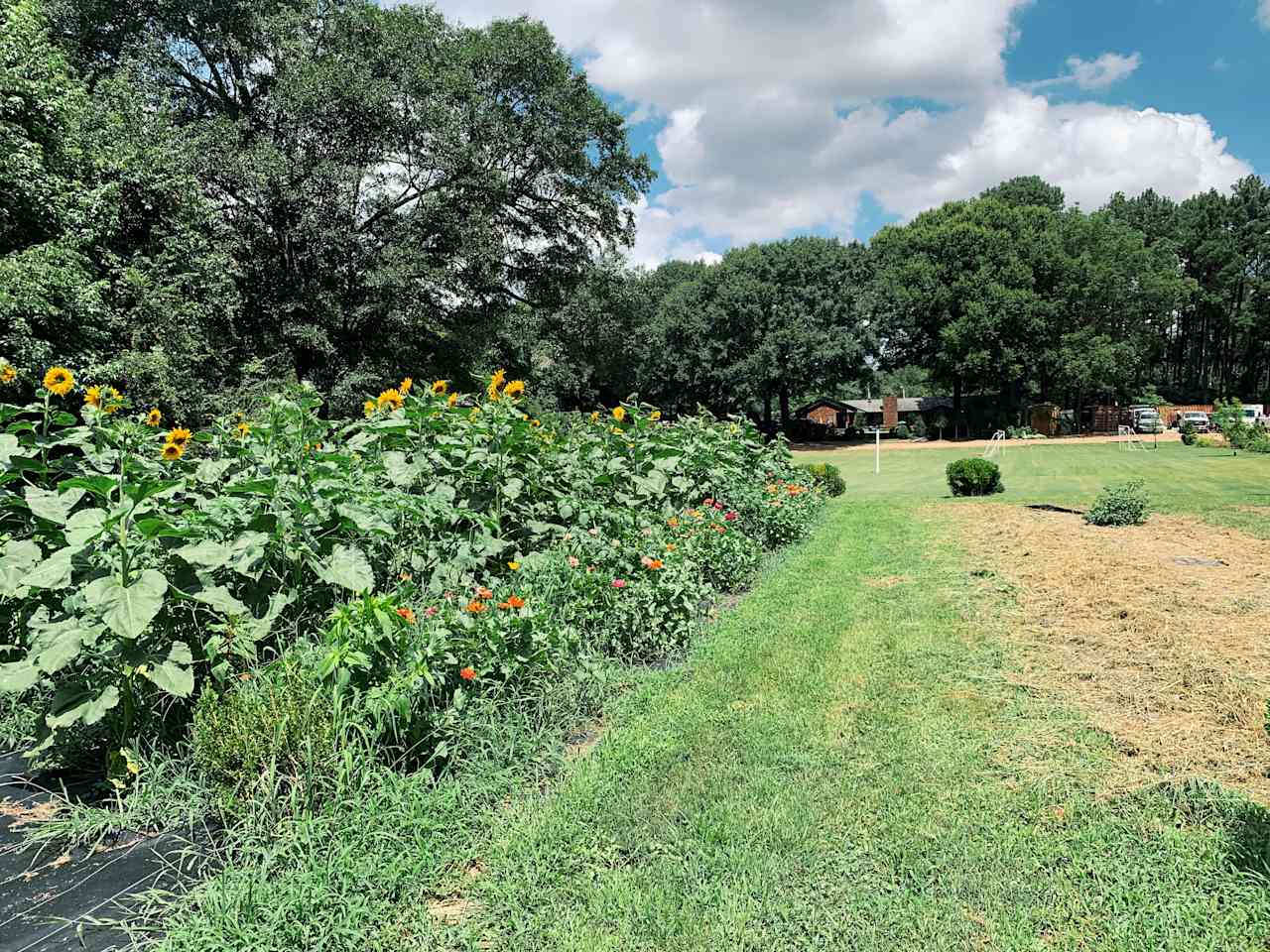 field of sunflowers