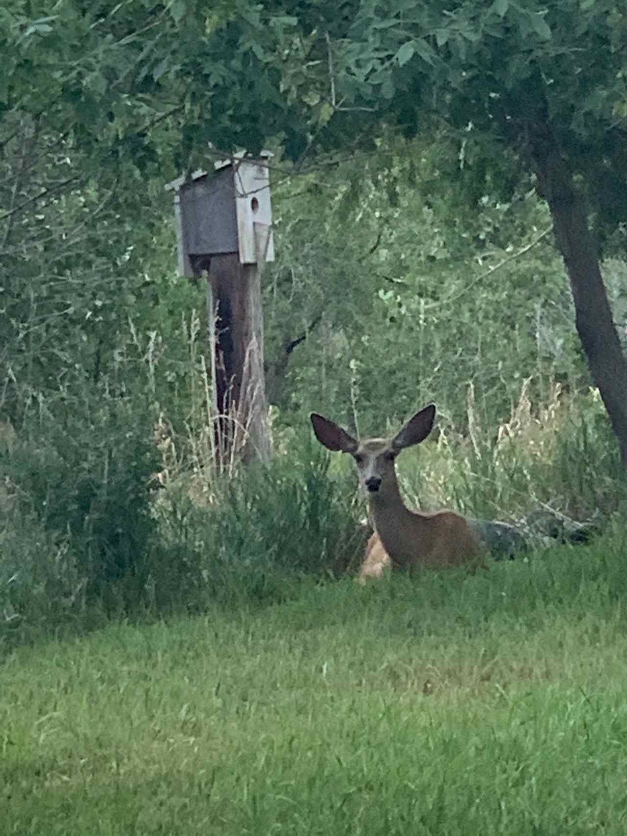 Campsite visitor