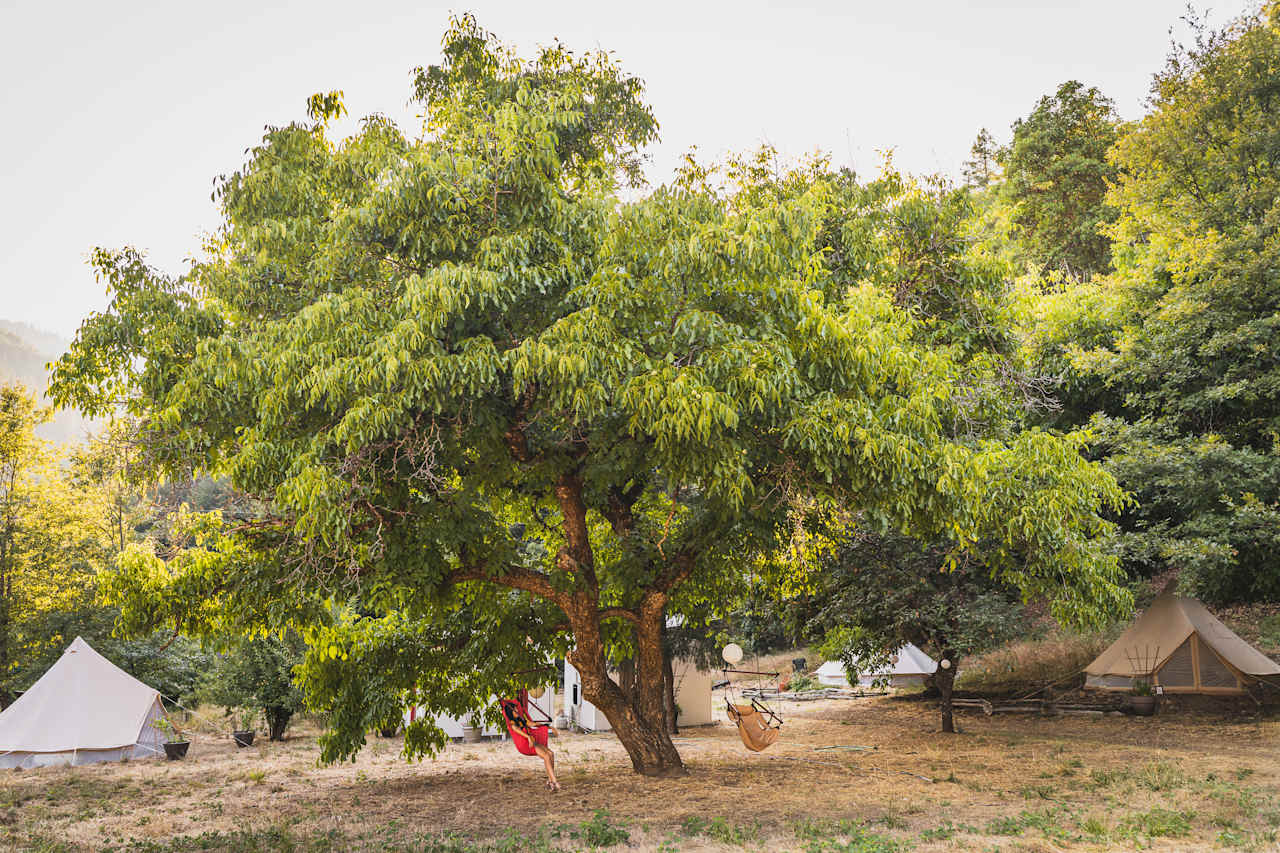 Relax in the tree swing during the mid day sun to cool off and enjoy the breeze.