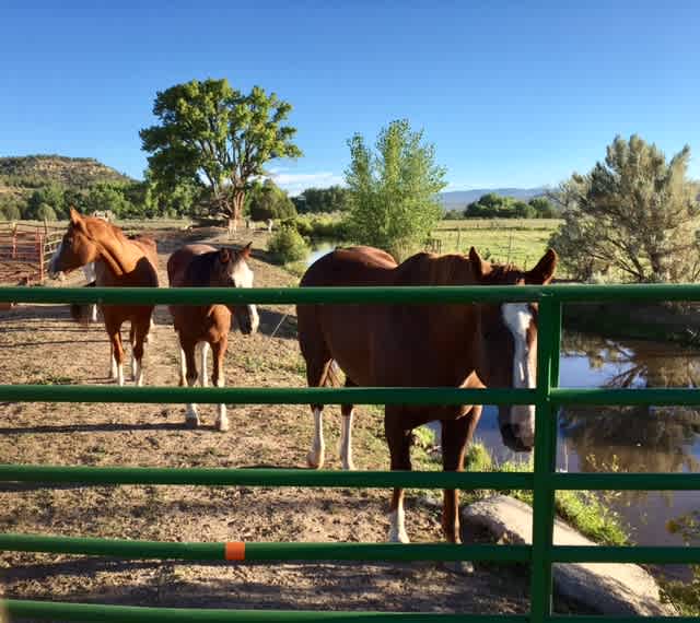 Traveling horse campers are welcome.  We have good pens. Fee is $10/horse/night.  Extra if we provide hay.