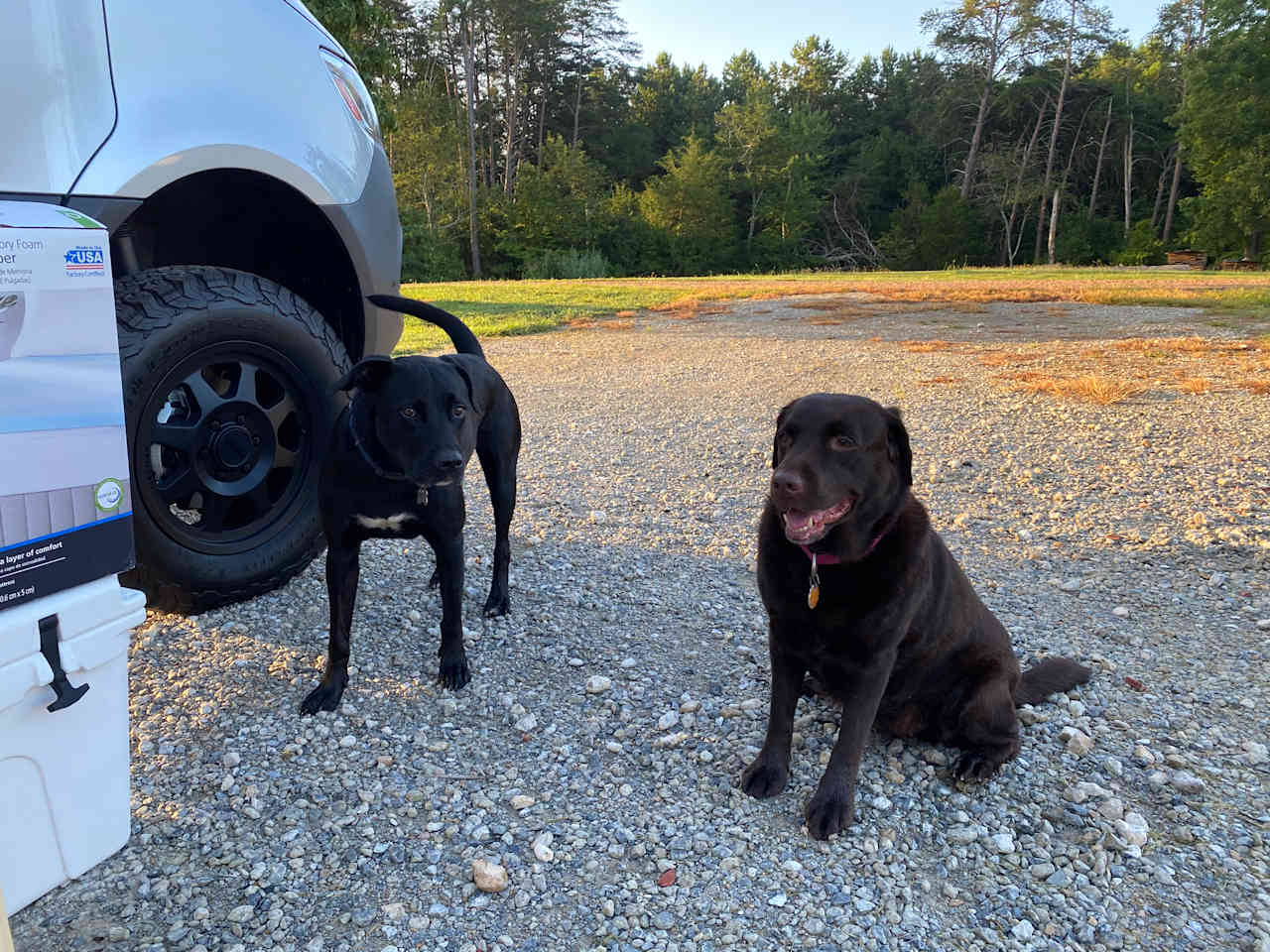 Our Chocolate Claire meeting the Black Lab Bishop