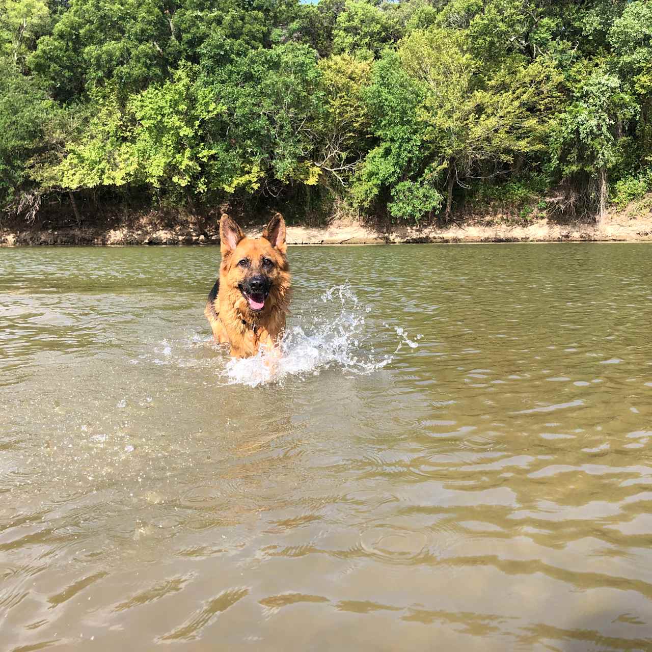 Great place to let the dog run free and stay cool!