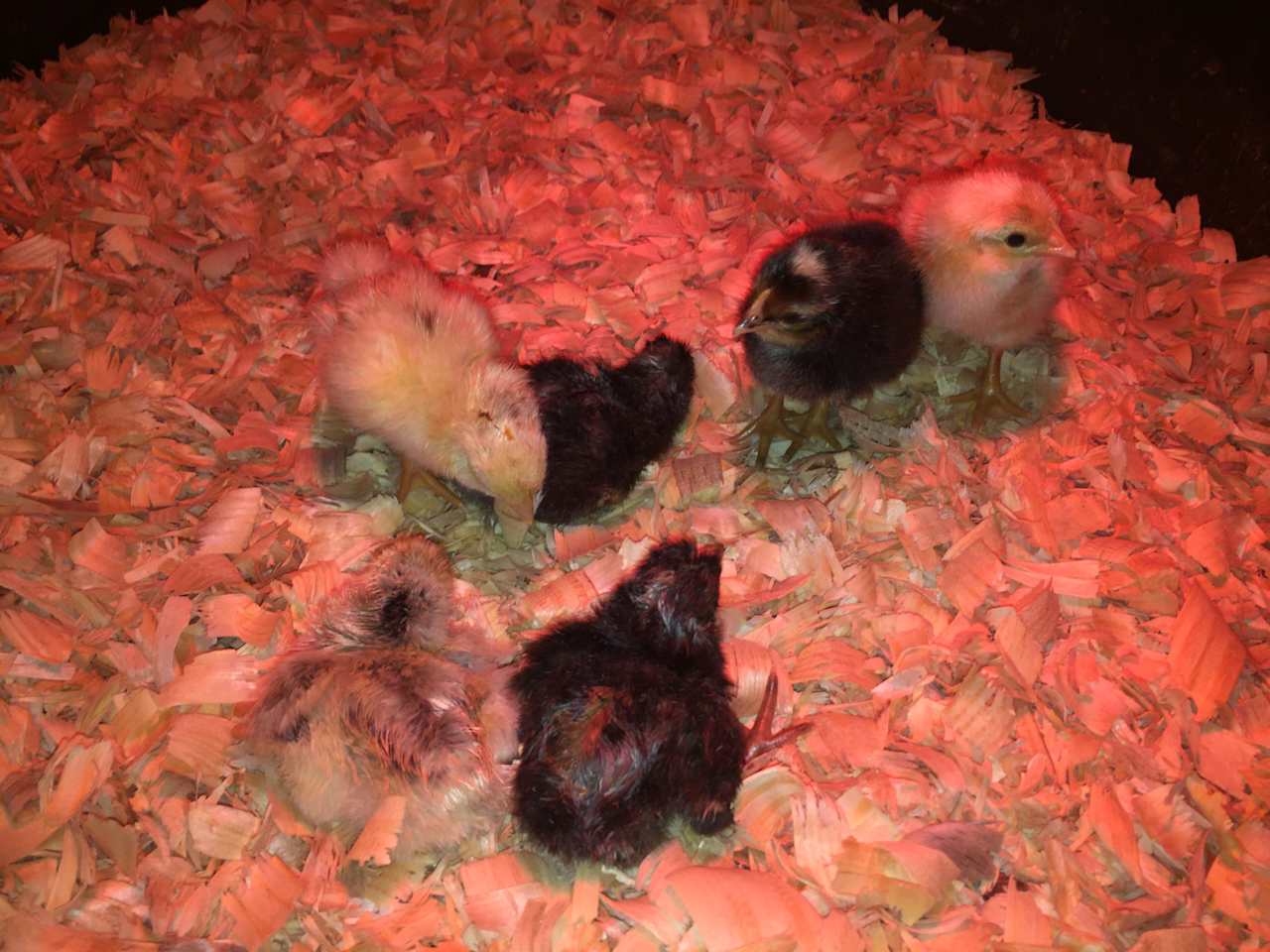 Baby chicks.