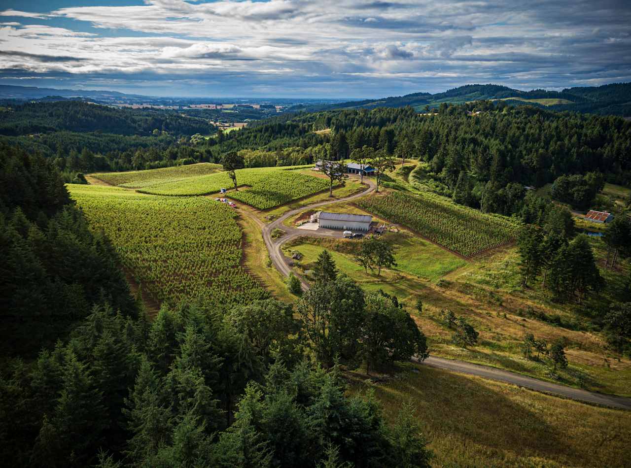 Old Wagon Road Vineyard