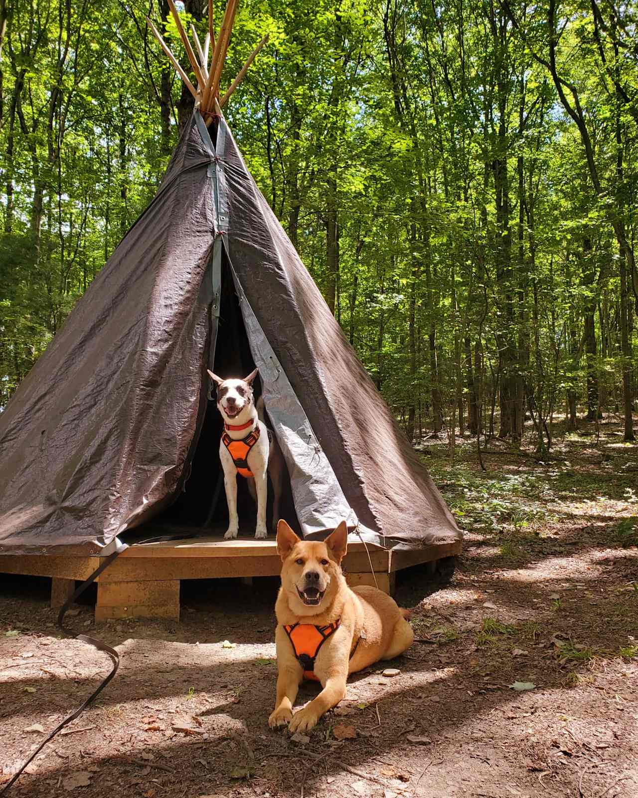 There is a very cool yurt with a wooden base.