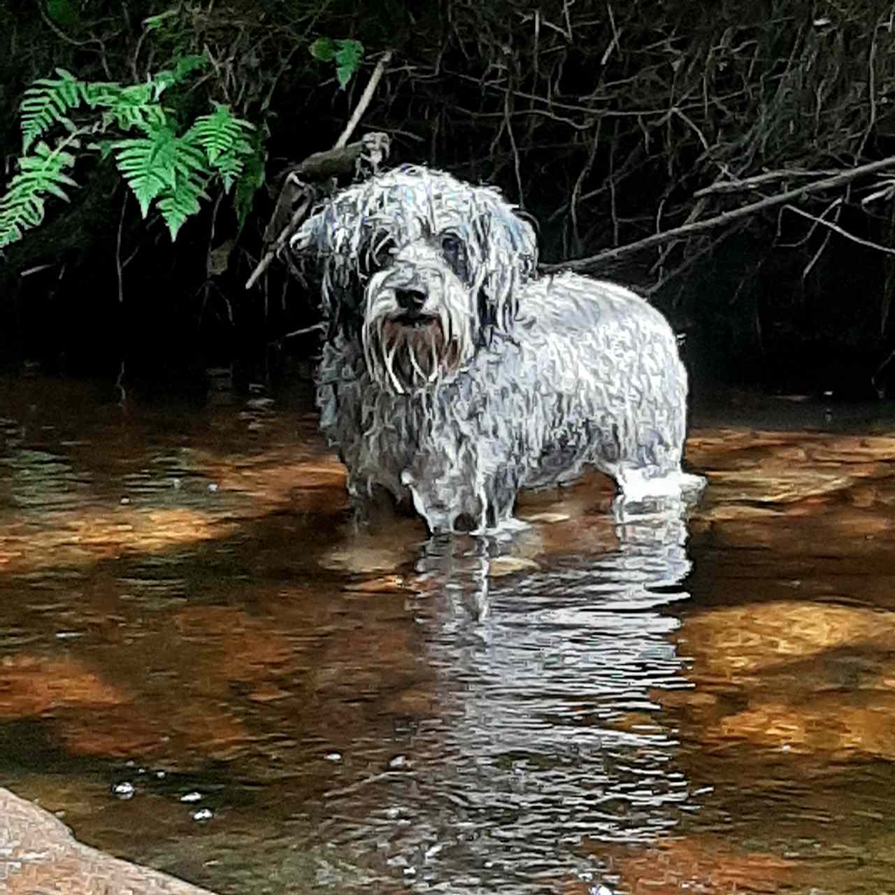 Sandy taking a swim on a hot Summer day.