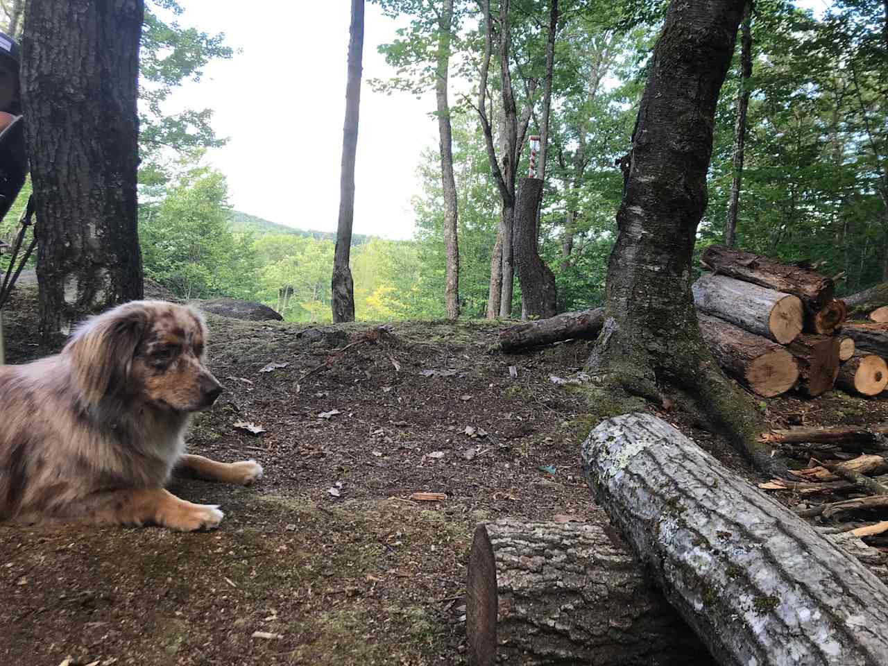 Hussey Mountain Tree Farm