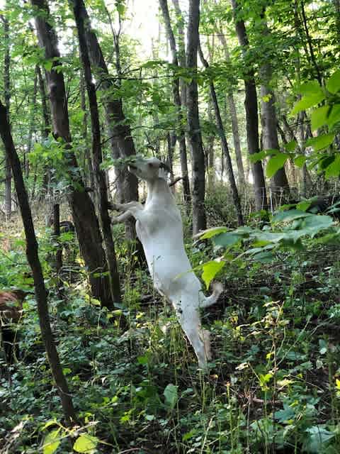 Our land is a mix of field, pasture, quarry, and forest. We are working at improving our forests using the sheep/goat flock and our own tools, so we're adding trails here and there. We'll mark some, you can explore some, and let us know if you have questions regarding the borders of our land.