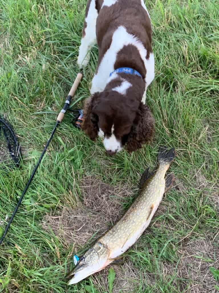 Dinner!  I caught several Northern Pike.