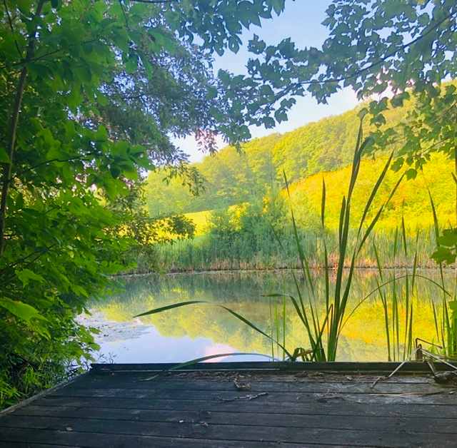 Looking South over Dock from the West edge of SITE #3 Lotus Pond
Lots of wildlife ~ herons, ducks, geese, turtles, singing frogs to serenade you in the evenings.