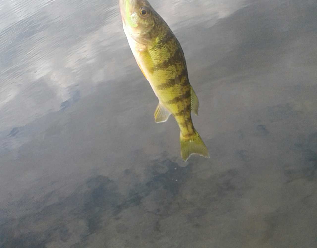 Fish came in many sizes. Lake provided walleye, bass, and crappies.