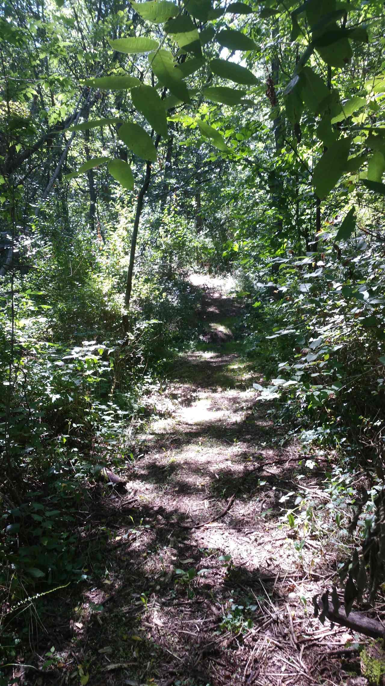 Trail to the Hill Top tent site.