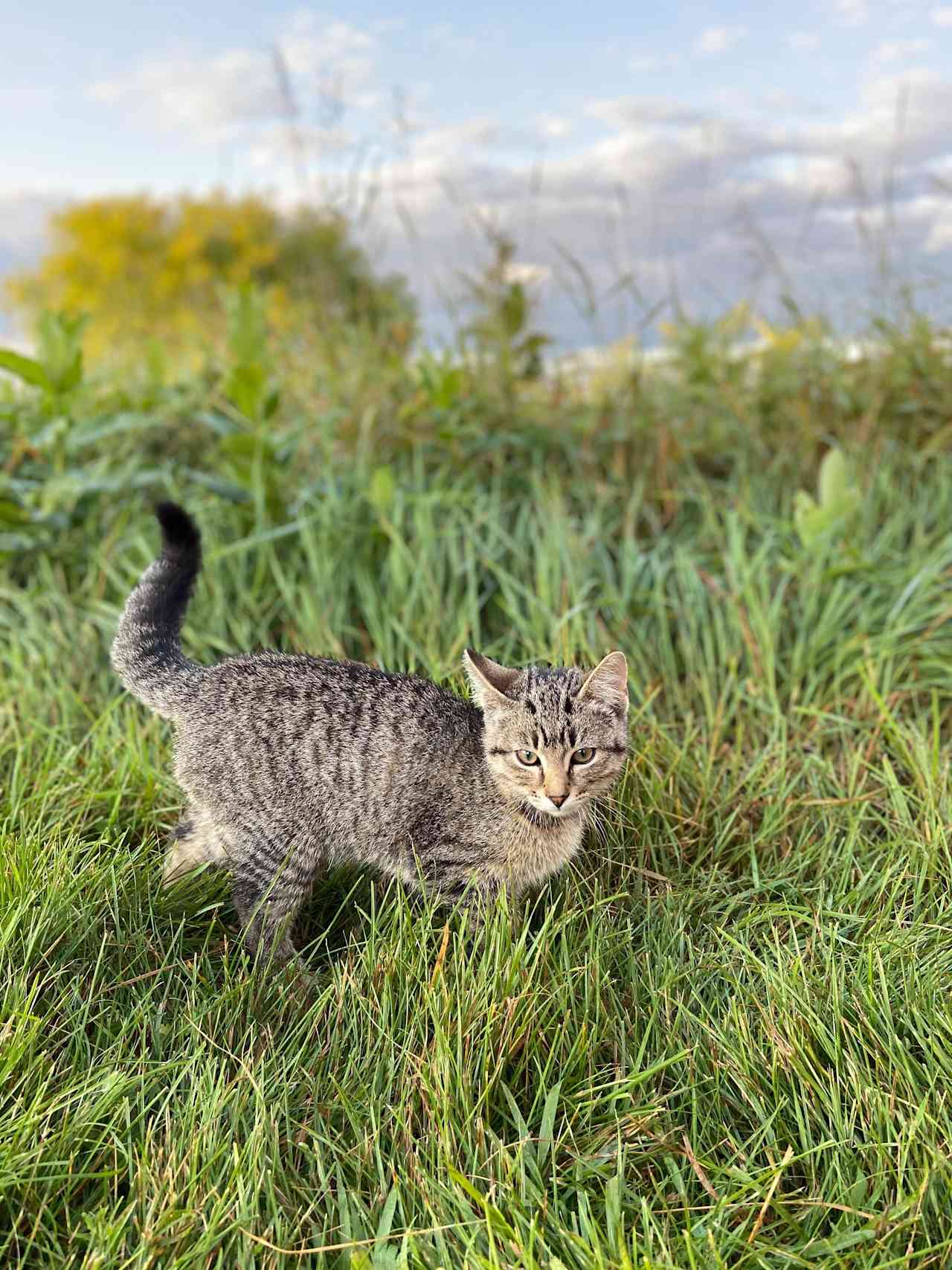 One of the sweet farm kittens who befriended us.