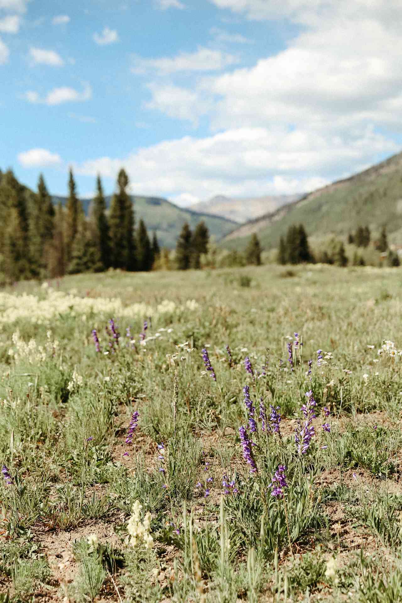 wildflowers all over