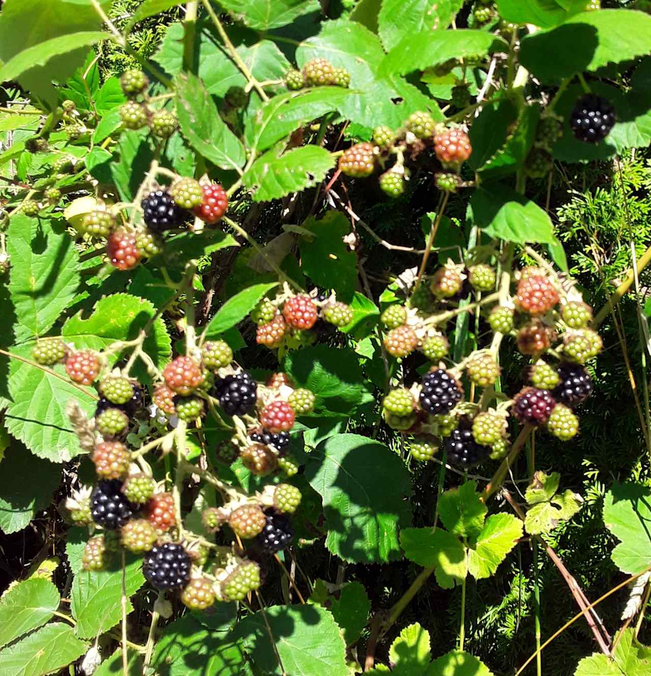 Blackberries when in season. Make pancakes in morning with fresh blackberries (: