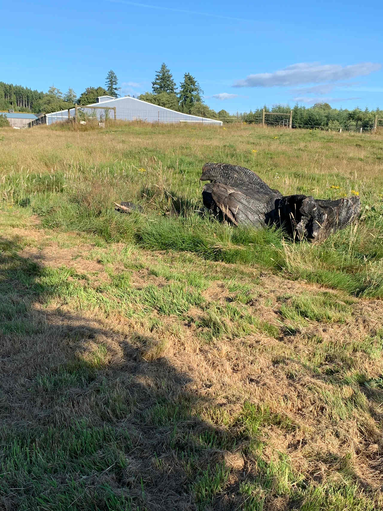 The burnt black stump just before the cabin