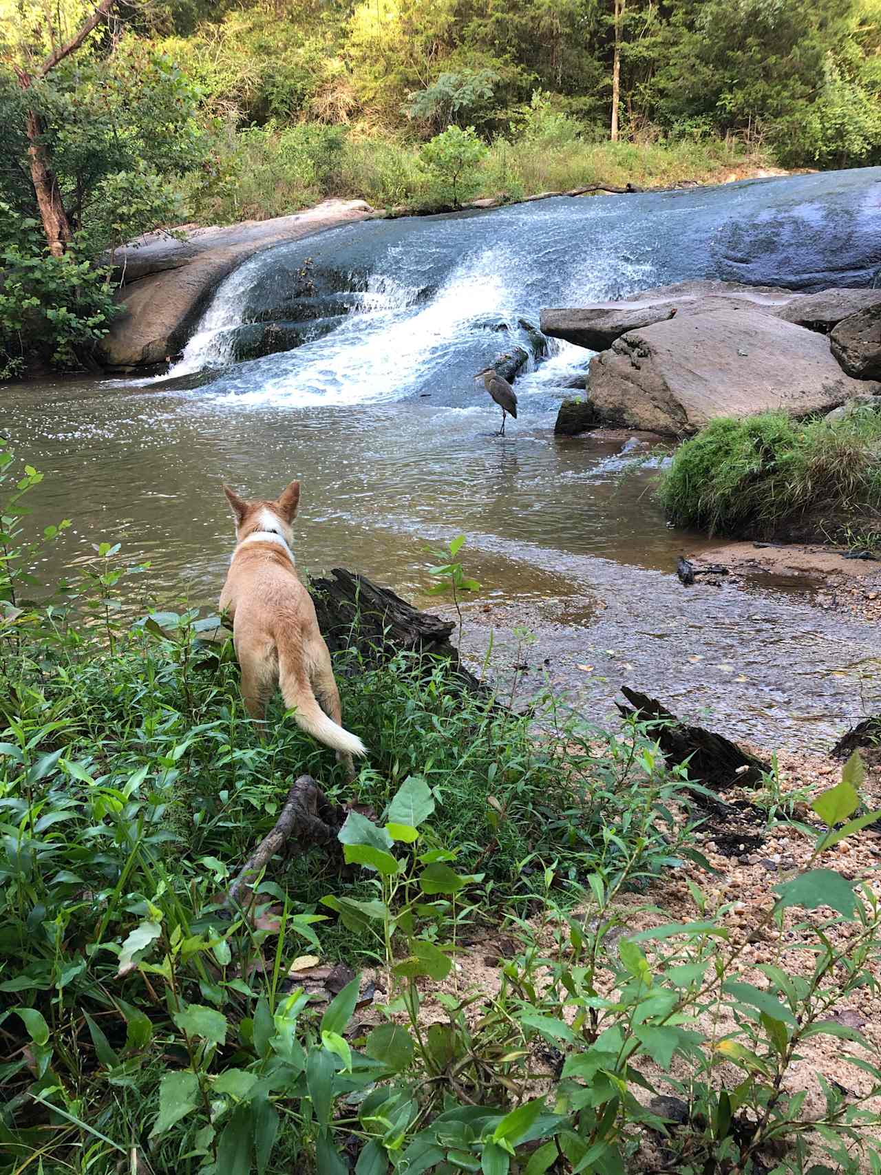 Dog can’t believe Harlow the Heron isn’t afraid!