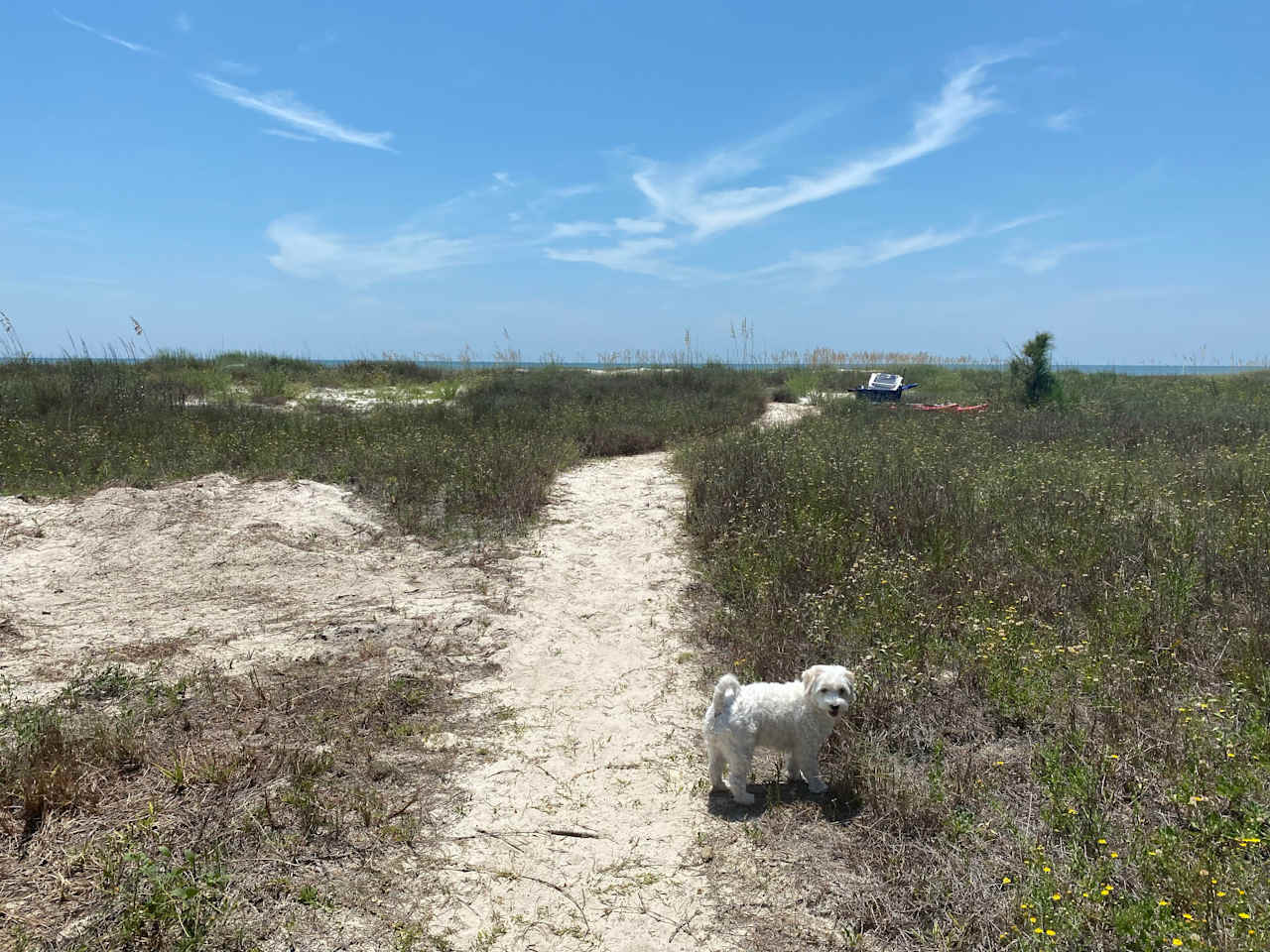 Dogs love the beach path