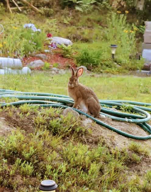 Jack The Rabbit! Lives here.