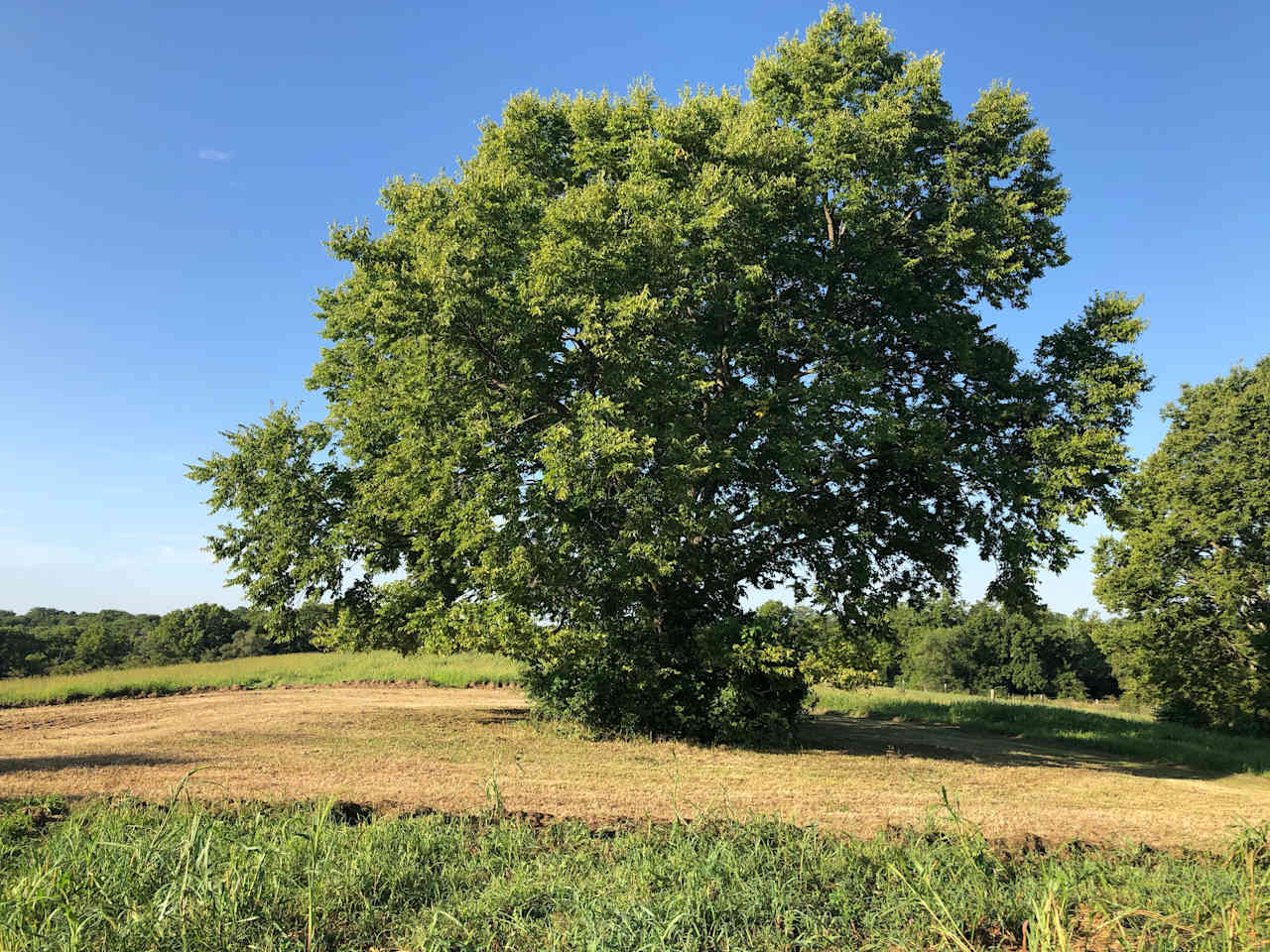 Campsite elm tree overlooking grounds