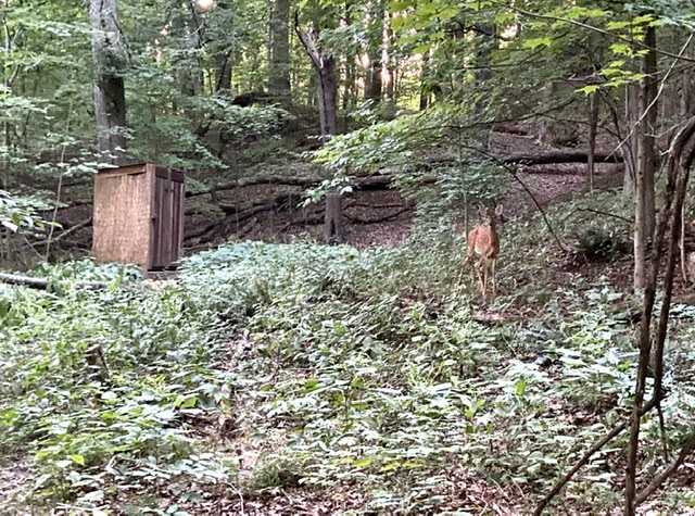 This sweet deer, outhouse, and a view of the woods.  