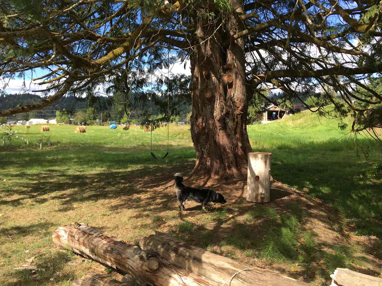 My pup playing near the swing, which is accessible for all campers