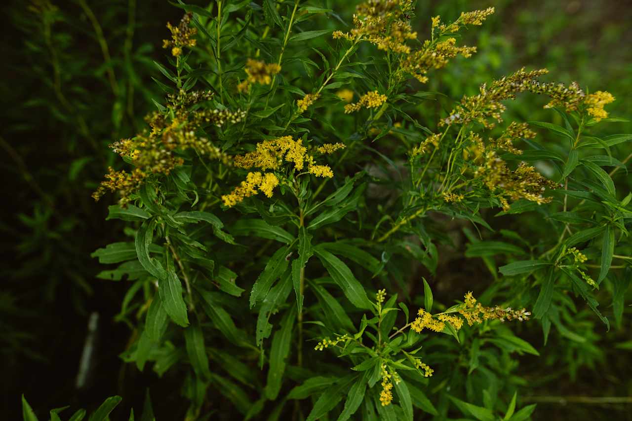 The property has beautiful fields of lush green and yellow flowers. 