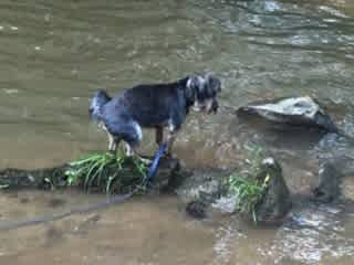 Bentley playing in the water