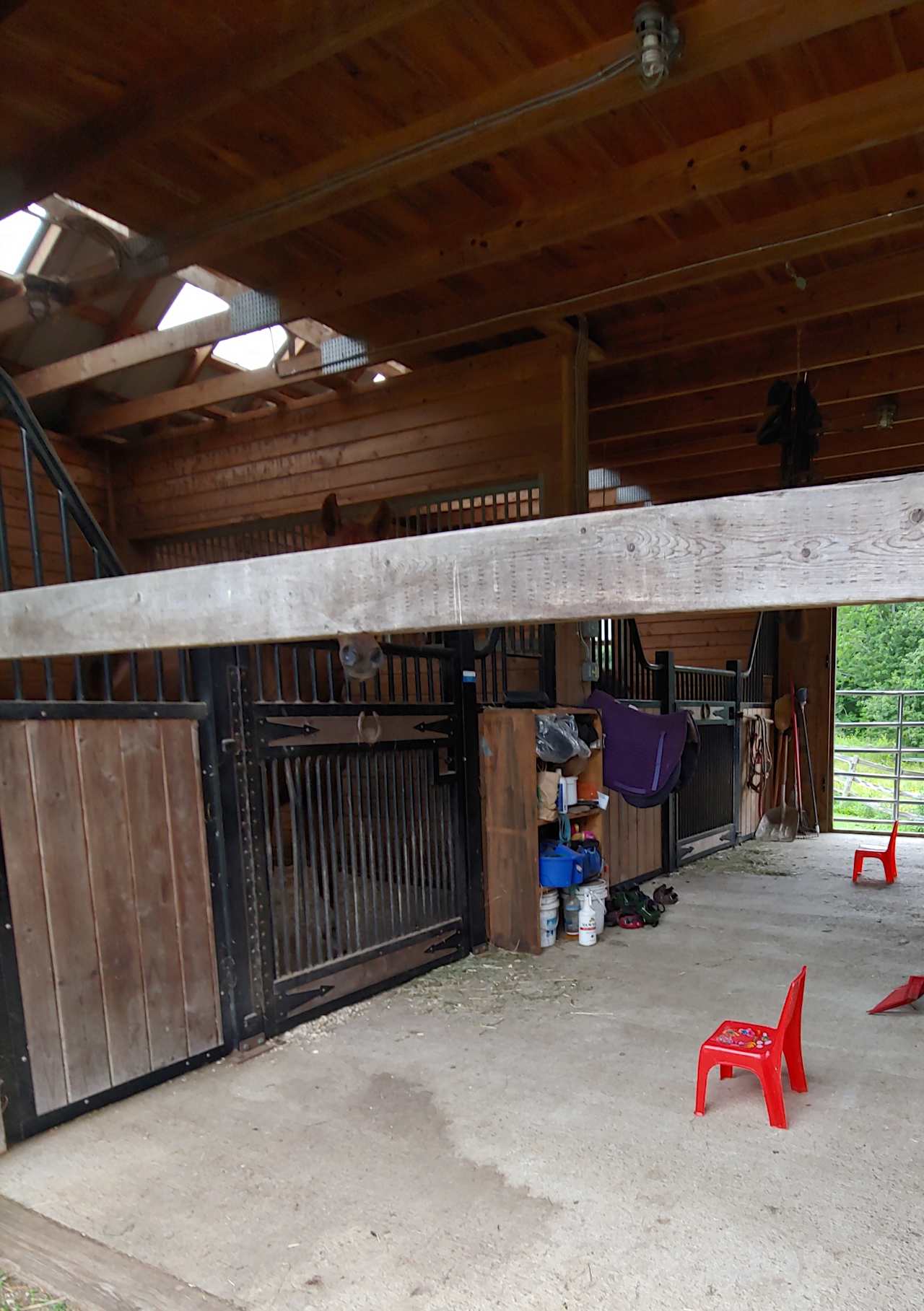 Junior campers are intrigued by the horses