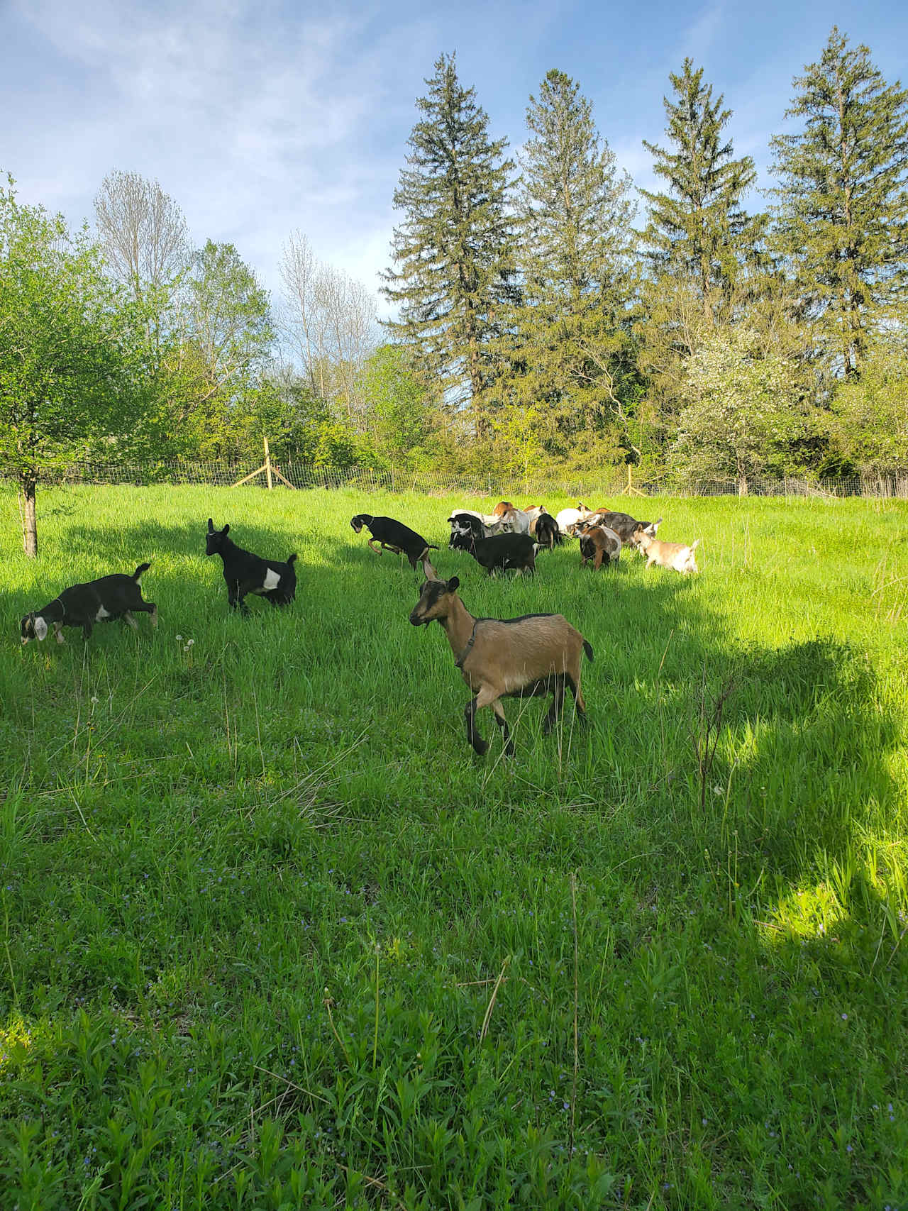 Goat Farm streamside