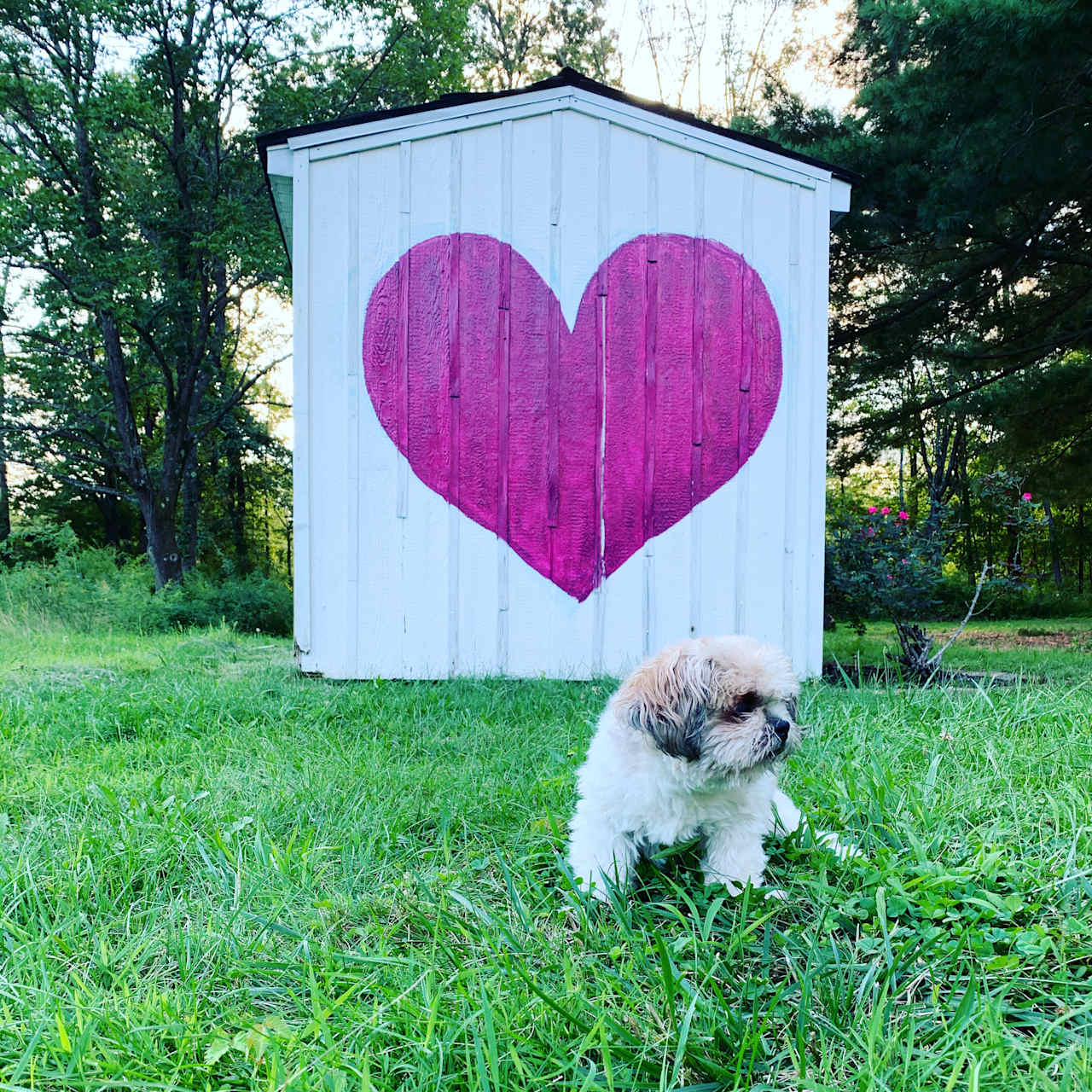 My little "bug" hanging out with me for a few days.  She is completely blind but loved roaming in the grass.