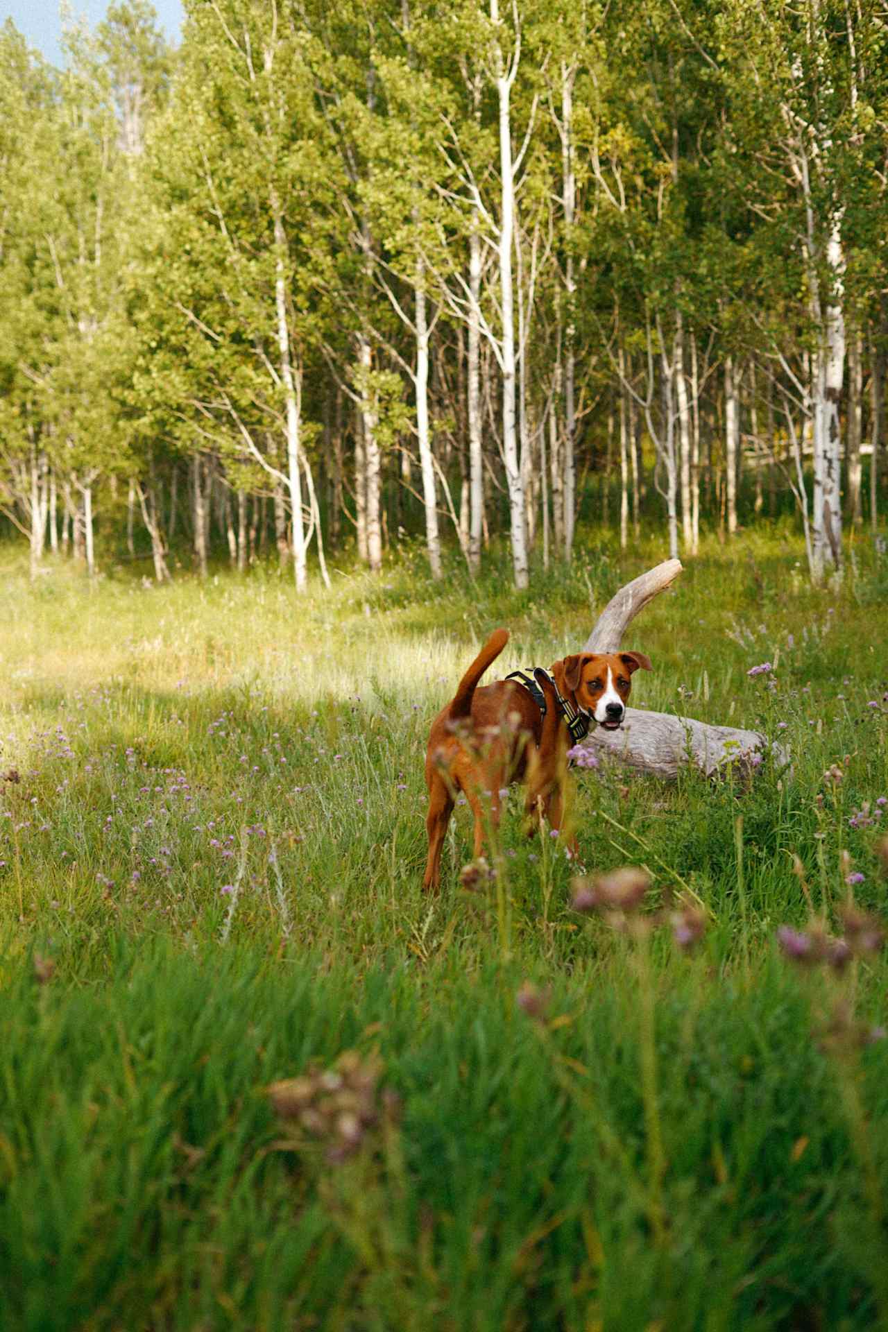 Whiskey loved running around and exploring at Aspen Hills!