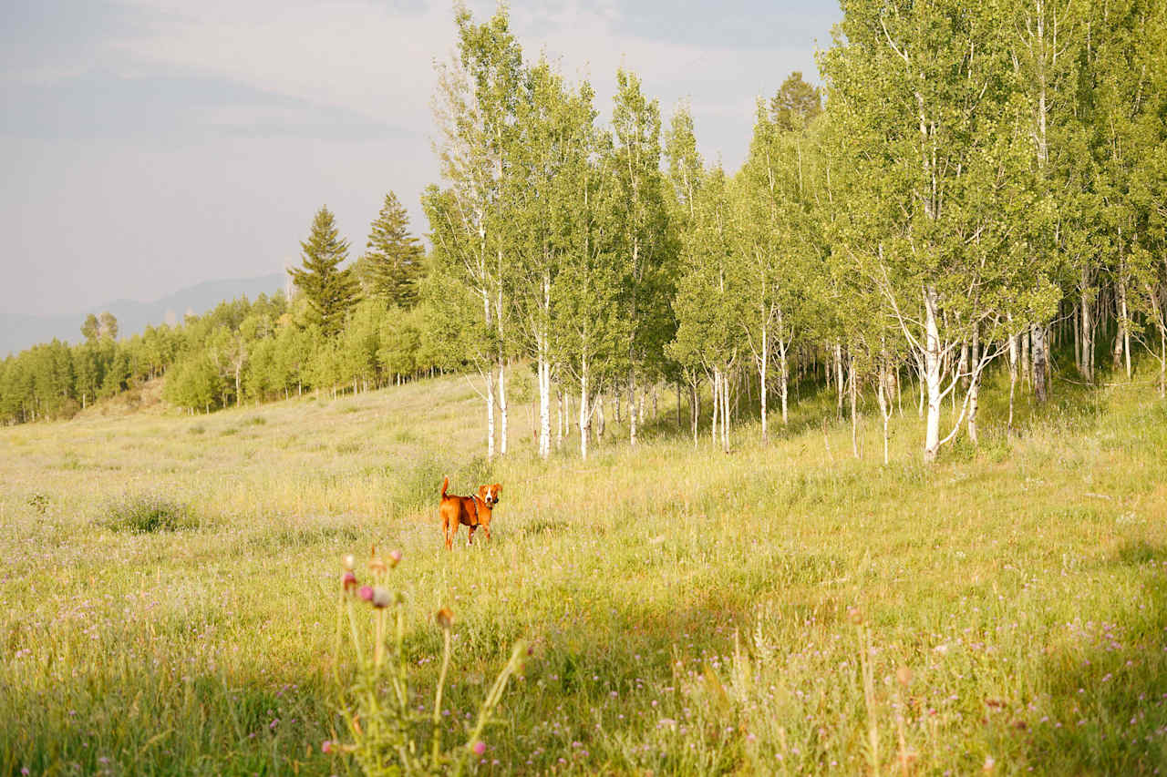 The playtime will never end if you bring your pup. So much room to run around!