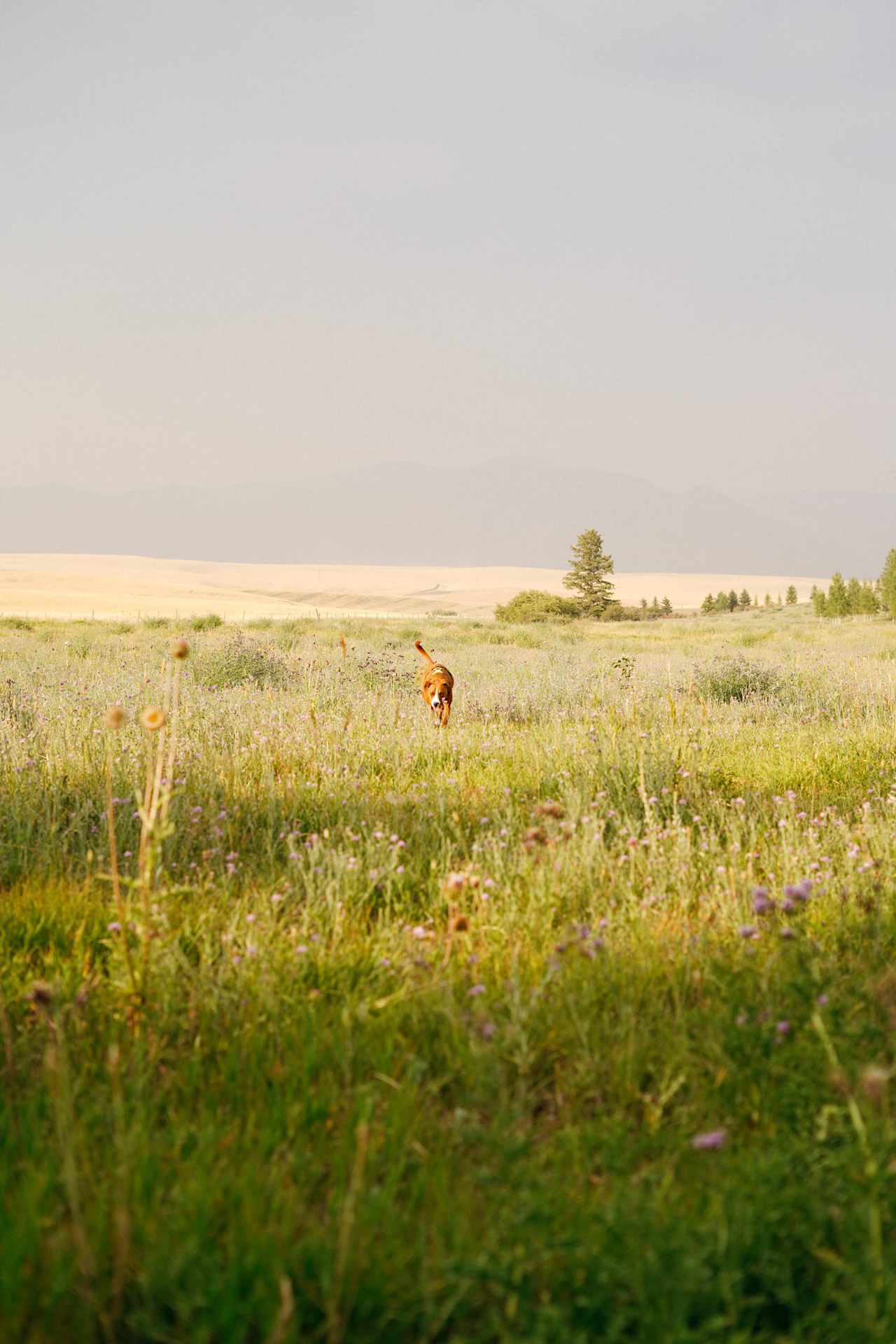 It was nice having such a wide open space we could see the dog from anywhere!