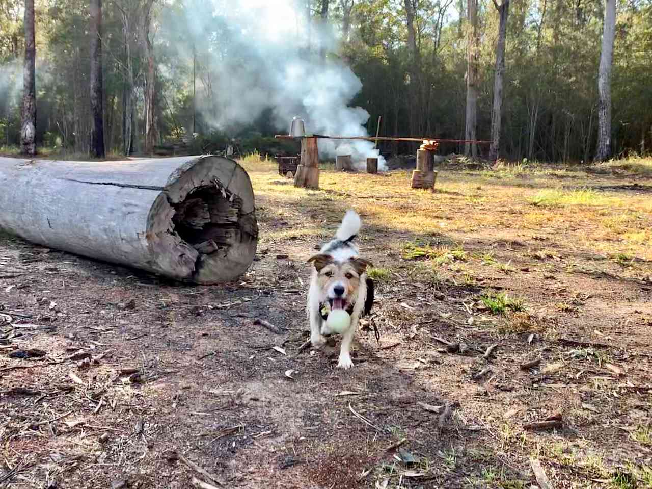 Dog friendly camping. Bring your best mate along for a run in the Forrest and opened paddocks and a swim in the dam