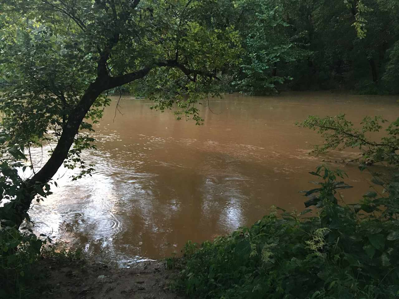 High creek level after 3 days of rain, grab your kayaks!