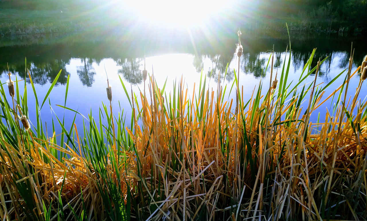 Cattails and reflections surrounding Wandering Penguin Pond.