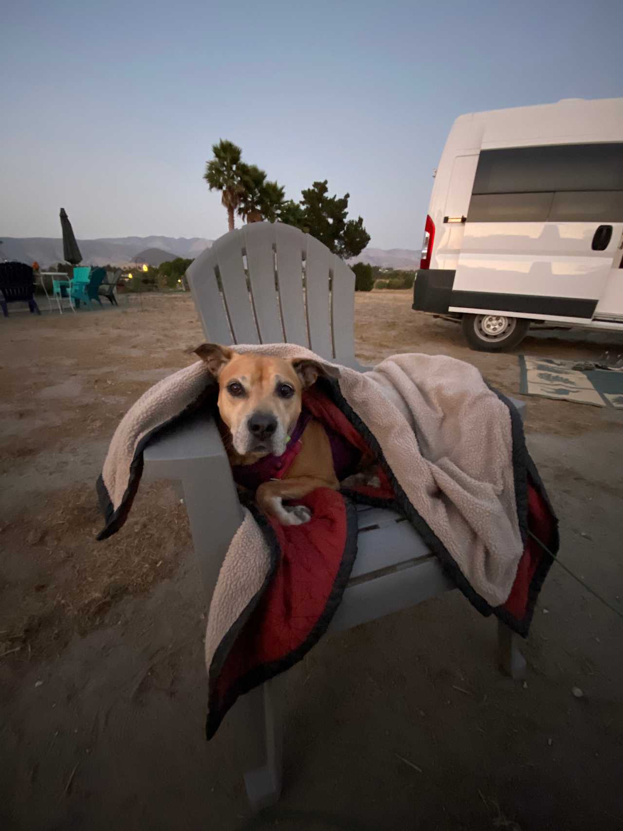 Pup hanging out 