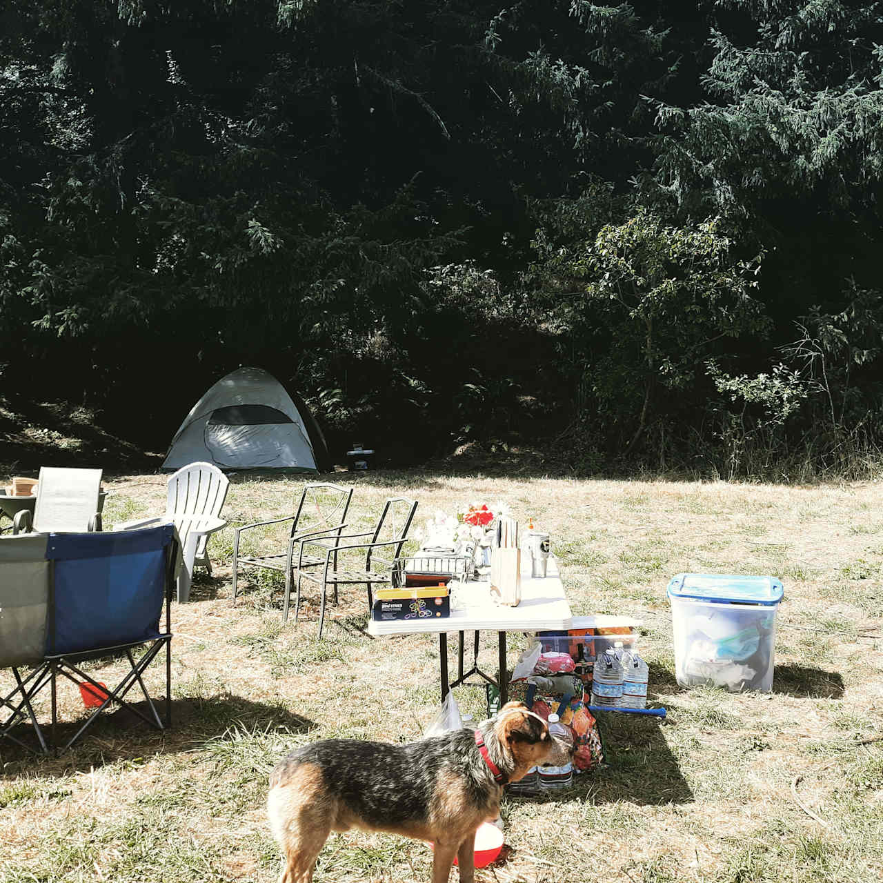 Campsite setup at Base Camp, within a few feet of the showers/bathrooms. Base Camp is sheltered, at the end of the gravel lane, the prime location for winter camping without  pack-in; the other Forest Field sites can't take vehicles in the rainy season.